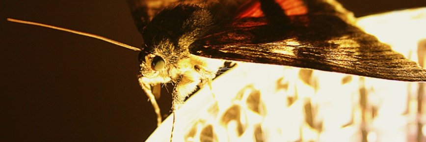 panghotkeylang's profile banner image