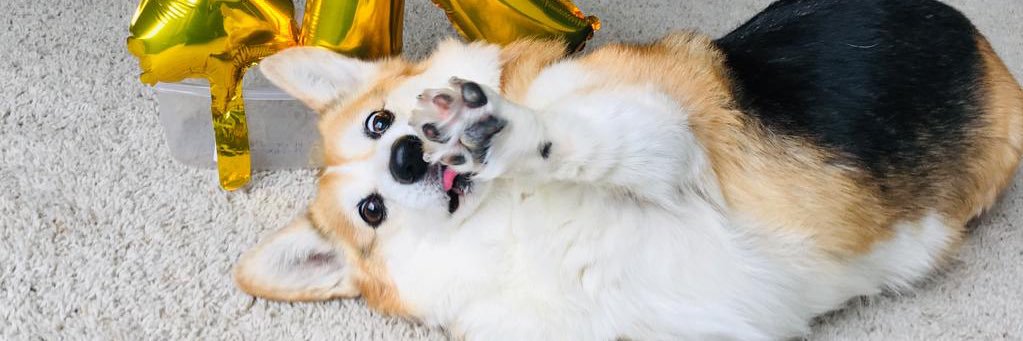 DogeMonsteR banner