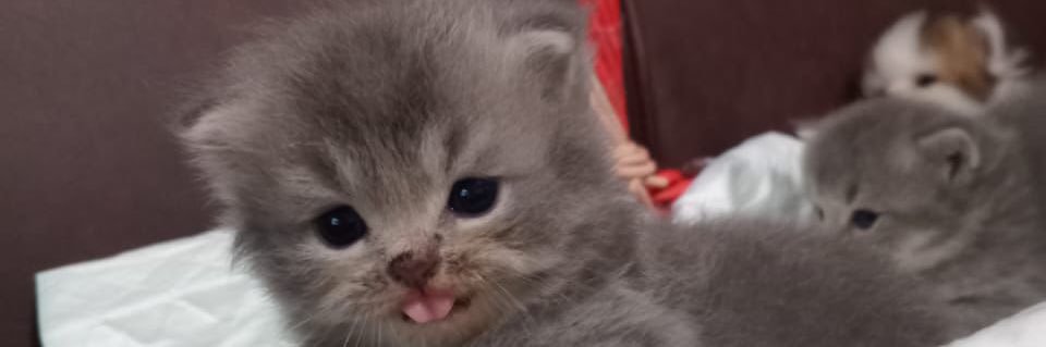 adzanimn's profile banner image