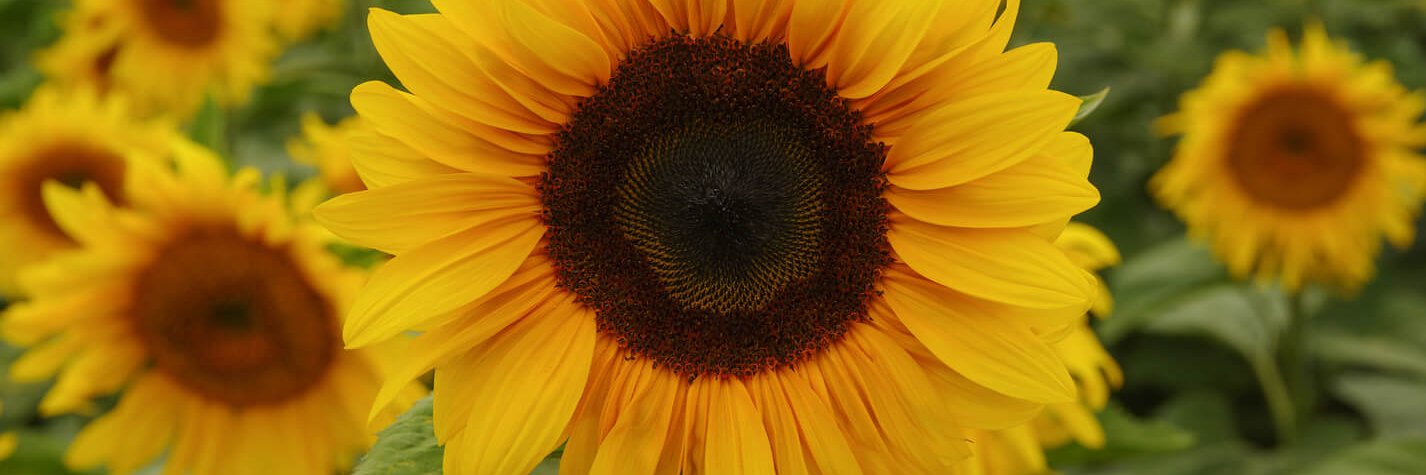 JoycinhaMoreira's profile banner image