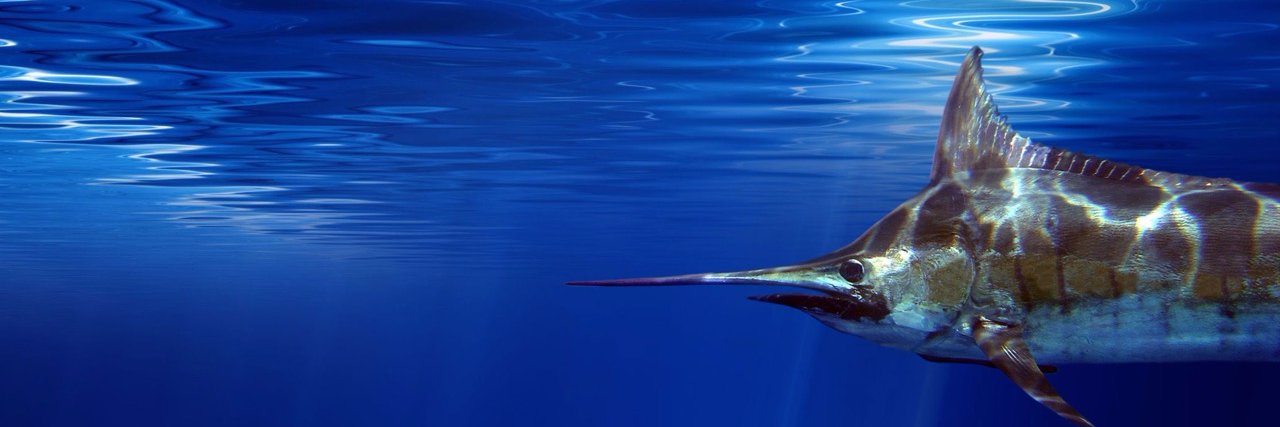 FishTamarindo's profile banner image