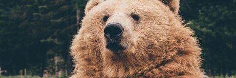 ciibear_'s profile banner image