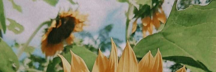 euisprwt's profile banner image