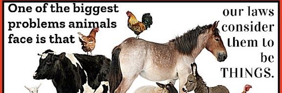 TanjaVegan's profile banner image