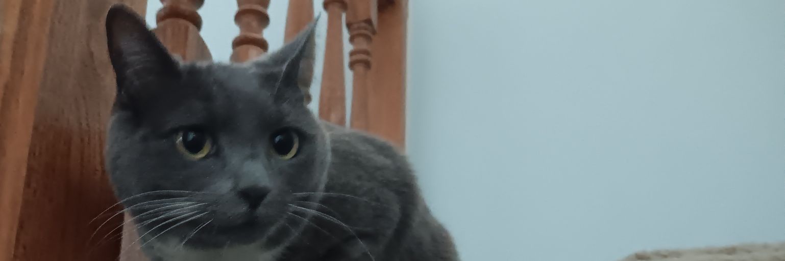 MatTheCat's banner