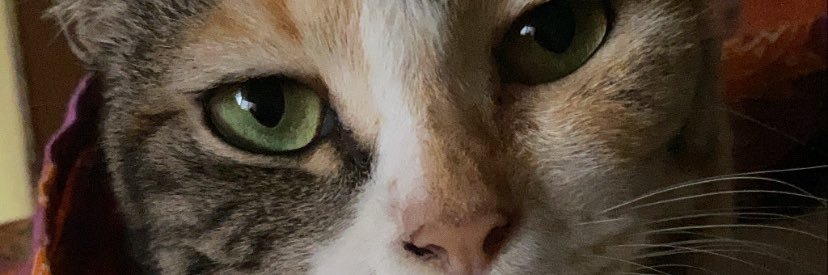 danielallaaavs's profile banner image