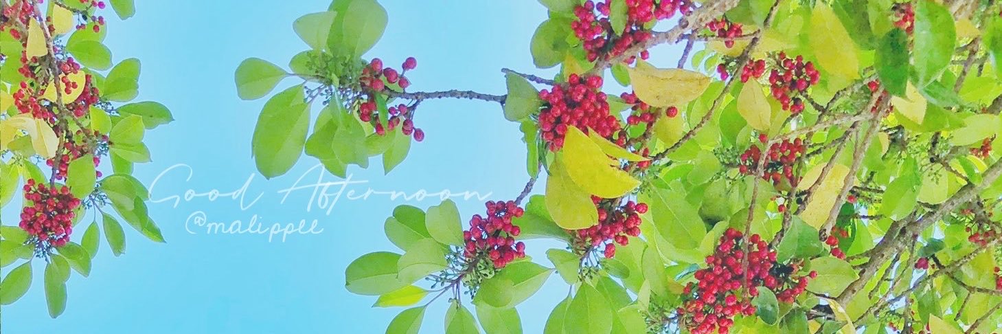 malippee's profile banner image