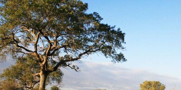 Jacques Celliers banner