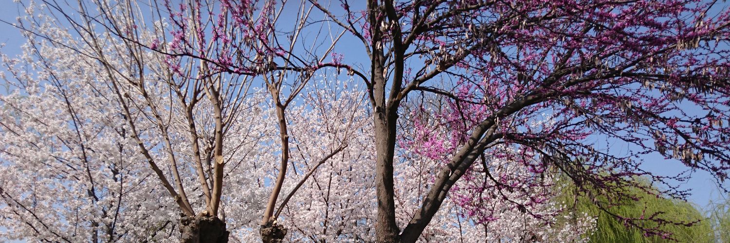 Леди-гопница banner