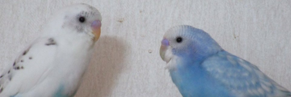 SaruyaMichael's profile banner image