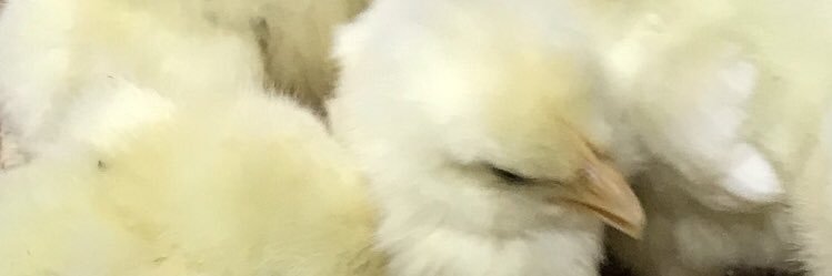 CrazyKitty1026's profile banner image