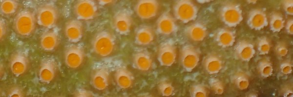 youpy Profile Banner