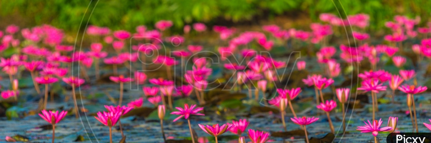 chutku09's profile banner image