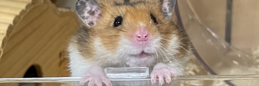 ぷりのすけ banner