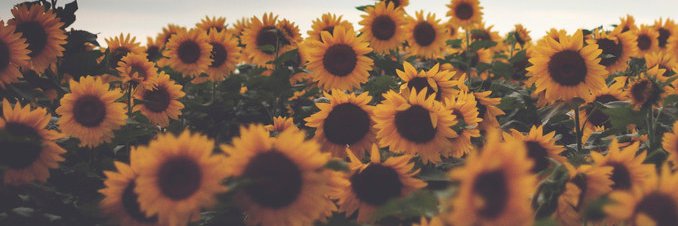 Akymi 🌻 banner