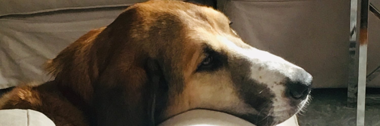 PaxPuppy's profile banner image