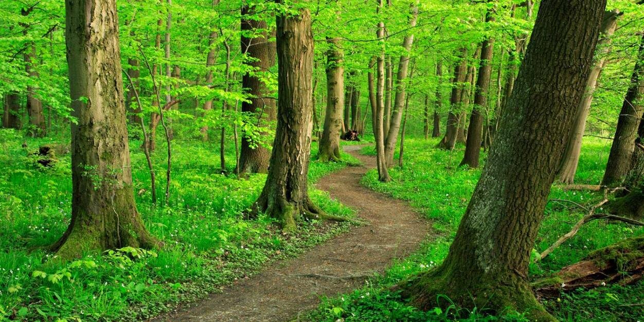 AR Forestry Assn. banner