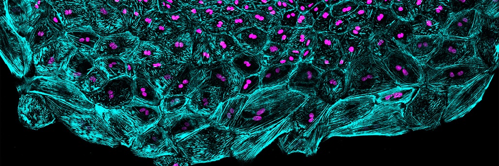 Jingli Cao Lab's banner