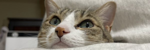 mihoimai_0817 Profile Banner