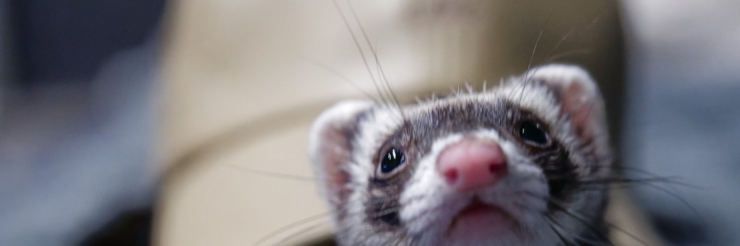 kaeponman's profile banner image