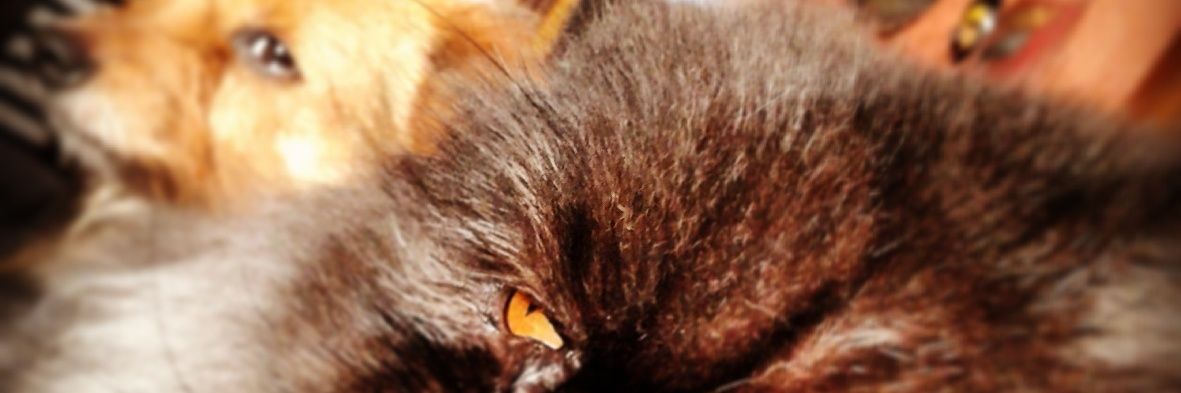 ElBardeGus's profile banner image