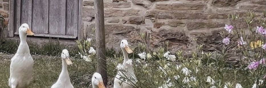 uncrustable connoisseur banner