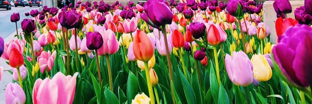 Katharine Brock banner