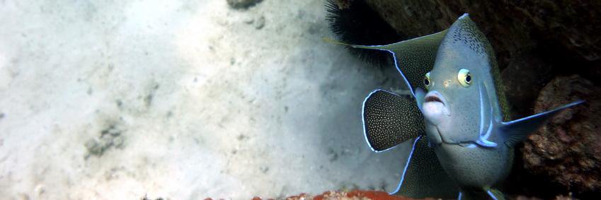 Thomas Manson banner