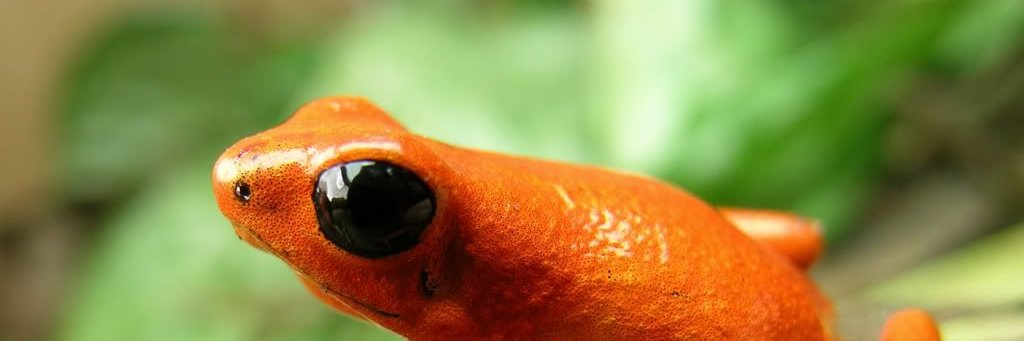 OrangeFrog17's profile banner image