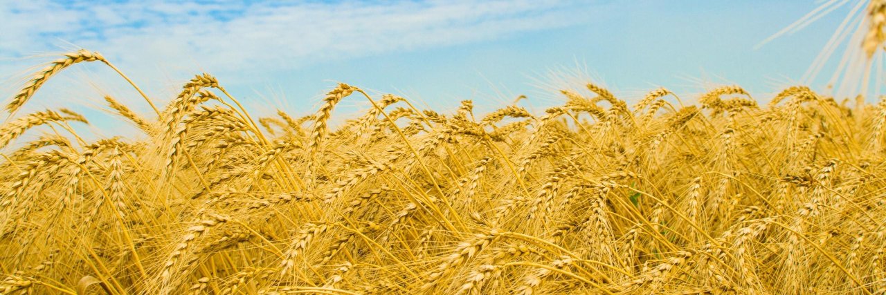 wheatgenome's banner