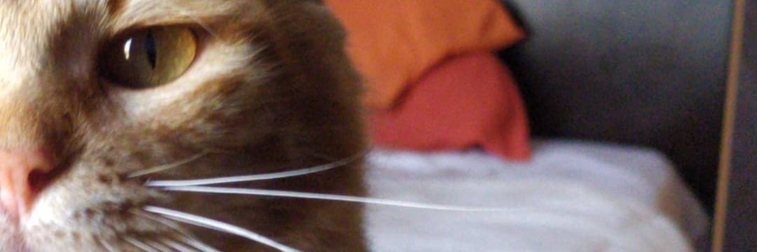 Eltio_Ruben's profile banner image