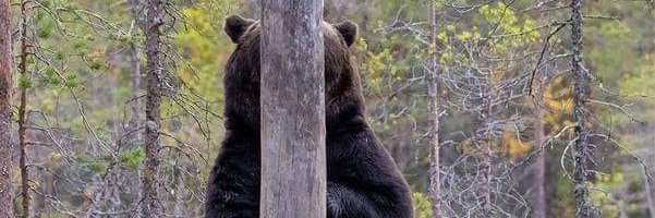 Rhvgmcjncncynfy banner