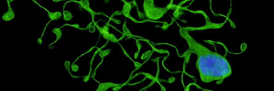 Alessandra Balduini LAB banner