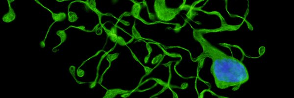 ABalduiniLab Profile Banner