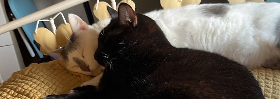 HarryOsborrn's profile banner image