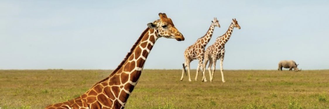 bowingGiraffe banner