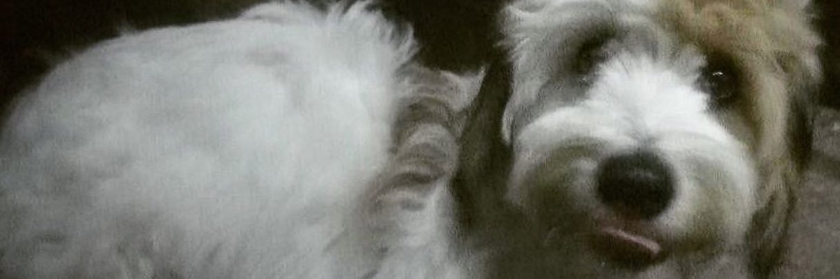 Nicalibre89's profile banner image