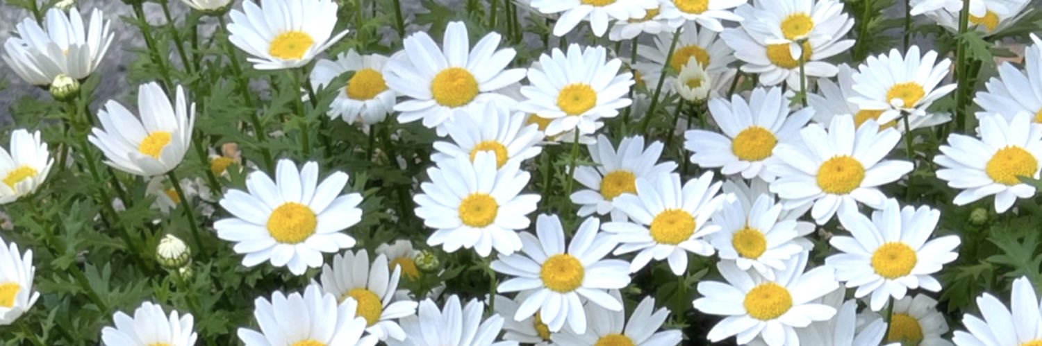 kumonico's profile banner image