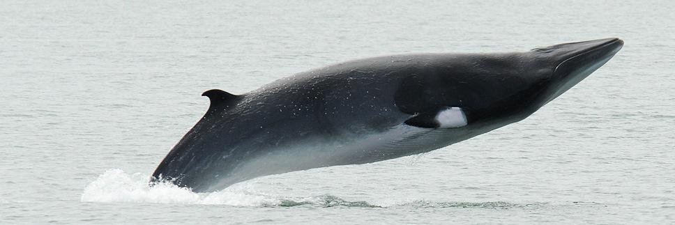 Baleines en direct banner