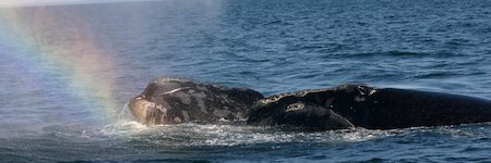 Bioacoustics and Behavioral Ecology Lab banner