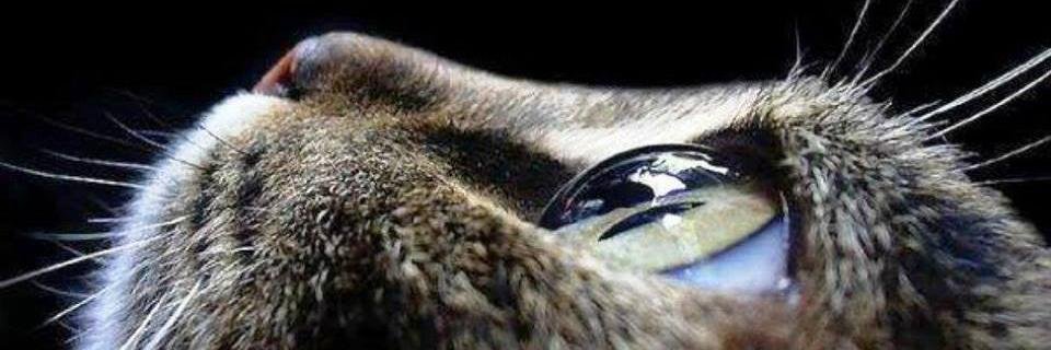 @Lady_Fabiana banner