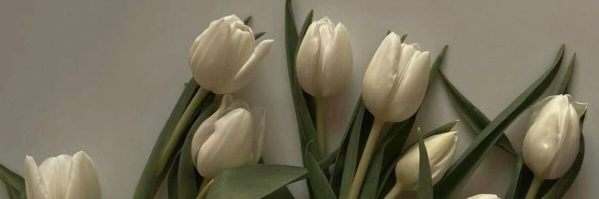 IsabelaWrightS's profile banner image