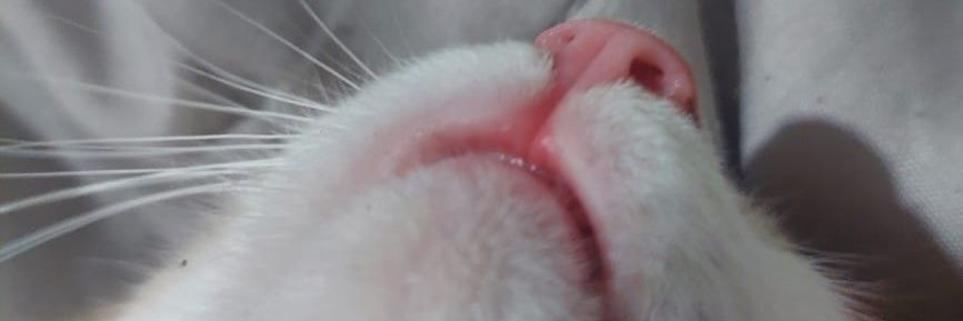 oyeRamon's profile banner image