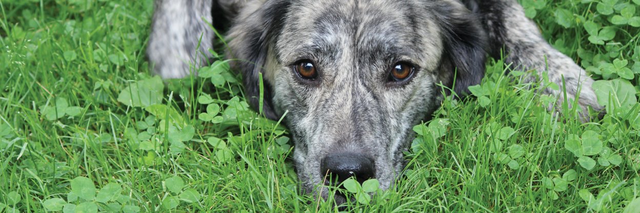SAVE Animal Shelter banner
