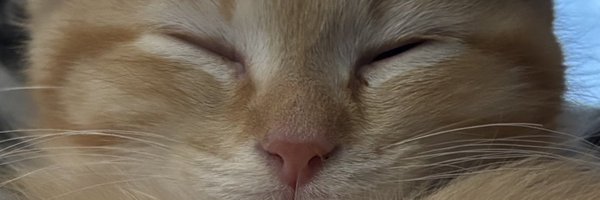 DinkyCat2 Profile Banner
