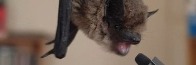totally a bat (Comms Closed) banner