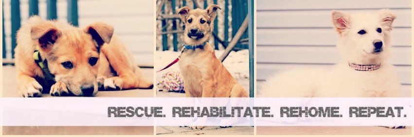 saskdogrescue's profile banner image