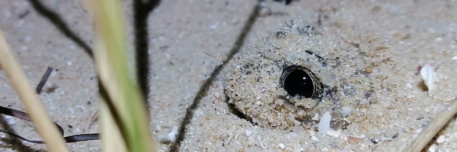 Léa Lorrain-Soligon banner