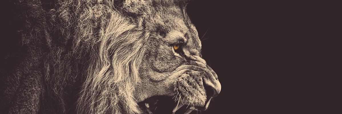 Matias banner