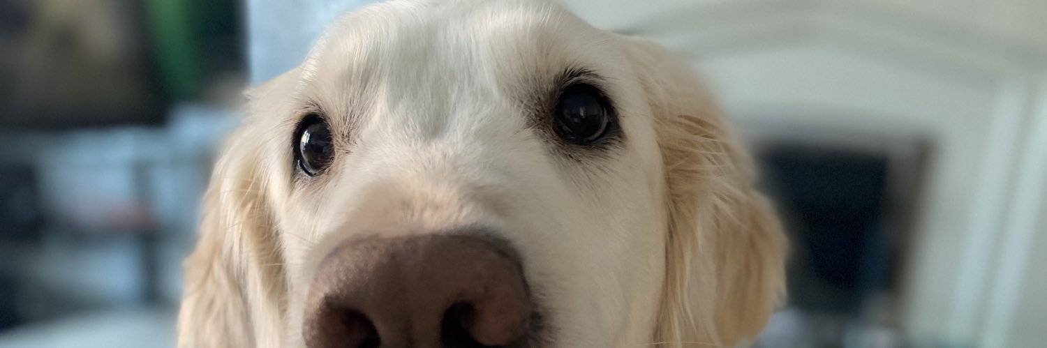 AckroydHolly's profile banner image